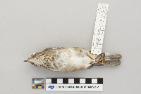 Catharus minimus image