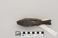 Lanius excubitor image