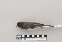 Lanius excubitor image