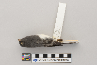 Lanius excubitor image