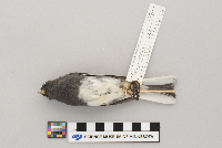 Lanius excubitor image
