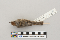 Spizella passerina image