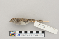 Spizella passerina image