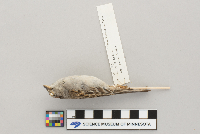 Spizella passerina image