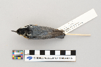 Sitta canadensis image