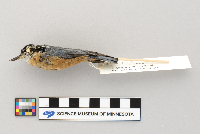 Sitta canadensis image