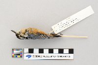 Sitta canadensis image