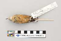 Sitta canadensis image