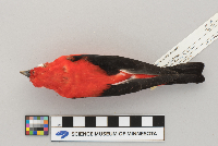 Piranga olivacea image