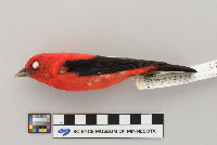 Piranga olivacea image