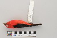 Piranga olivacea image