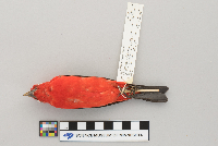 Piranga olivacea image