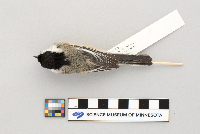 Parus atricapillus image