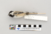 Parus atricapillus image