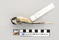 Parus atricapillus image