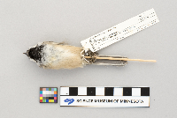 Parus atricapillus image