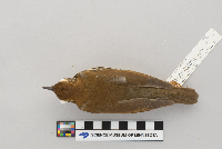 Hylocichla mustelina image