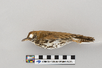 Hylocichla mustelina image