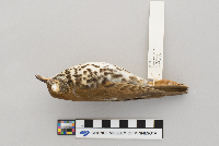 Hylocichla mustelina image