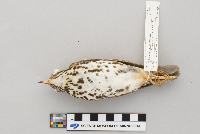 Hylocichla mustelina image
