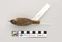 Troglodytes aedon image