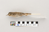 Troglodytes aedon image