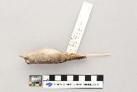 Troglodytes aedon image