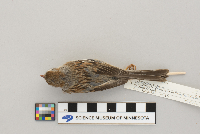 Spizella pusilla image