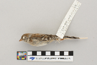 Spizella pusilla image