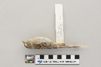Spizella pusilla image