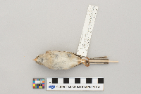 Spizella pusilla image