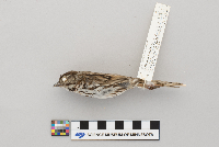Melospiza melodia image