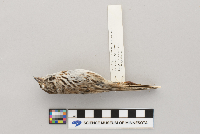 Melospiza melodia image
