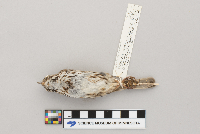 Melospiza melodia image
