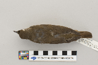 Catharus minimus image