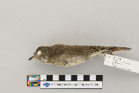 Catharus minimus image
