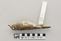 Catharus minimus image