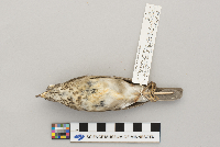 Catharus minimus image