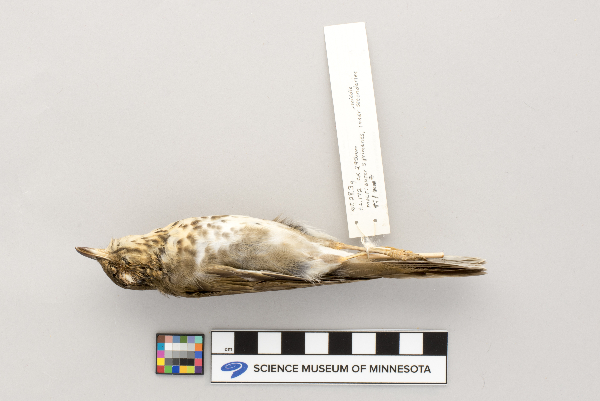 Catharus ustulatus image