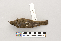 Catharus ustulatus image