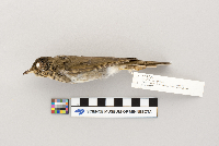 Catharus ustulatus image