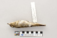 Catharus ustulatus image