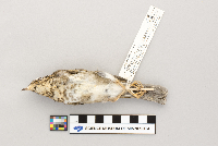 Catharus ustulatus image