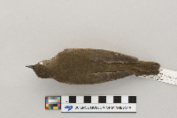 Catharus minimus image