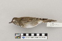 Catharus minimus image
