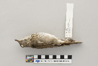 Catharus minimus image