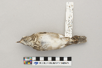 Catharus minimus image