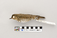 Catharus ustulatus image