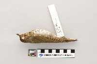 Catharus ustulatus image