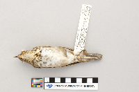 Catharus ustulatus image